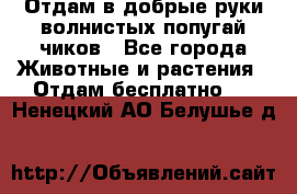 Отдам в добрые руки волнистых попугай.чиков - Все города Животные и растения » Отдам бесплатно   . Ненецкий АО,Белушье д.